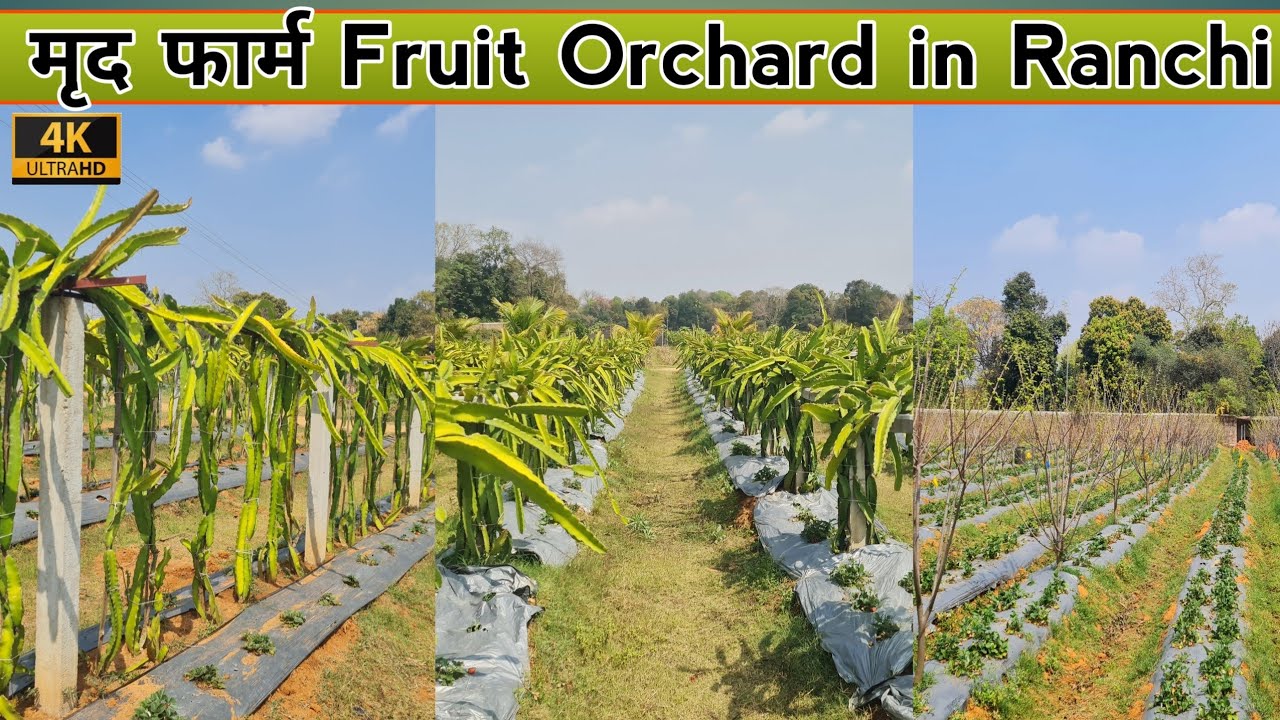 मृद फार्म, रांची | Profitable Fruit orchards in Mrid Agri Tourism Farm | Kunjla,  Ranchi,  Jharkhand