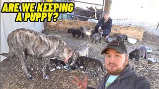 The Truth Comes Out! Are We Keeping A GUARD DOG PUPPY? by Hidden Heights Farm 63,575 views 1 month ago 28 minutes