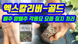 엑스칼리버-골드 배추 양배추 각종묘 묘종 침지 처리