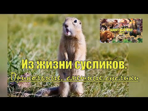 Смешные Ослики Фото