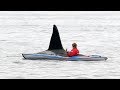 Kayak and orca in Northern Norway.