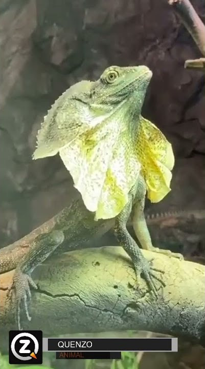 Keren  💗 Iguana Mekar Cengger ##Shorts
