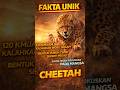 FAKTA UNIK. CHEETAH #faktahewan #faktaunik #animals #cheetah #shorts #shortvideo