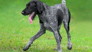 How to Train a German Wirehaired Pointer - An Expert Guide Training Tips For The German Wirehaired Pointer