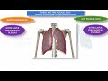 PLEURA-I-ANATOMY AND APPLIED ANATOMY OF PLEURA, SIBSON'S FASCIA,PULMONARY LIGAMENT,PLEURAL RECESSES