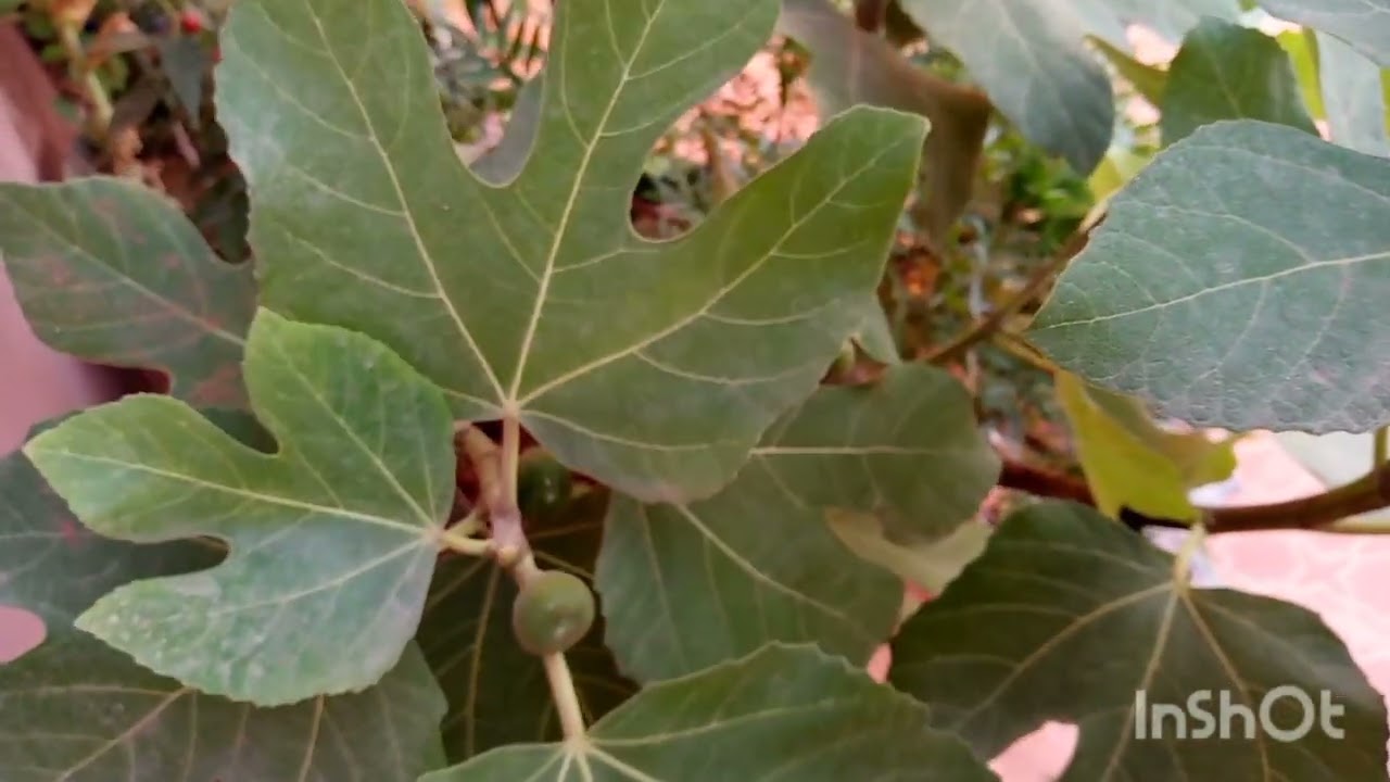 كيف تجعل شجرة التين تحمل ثمار غزيرة على السطح.