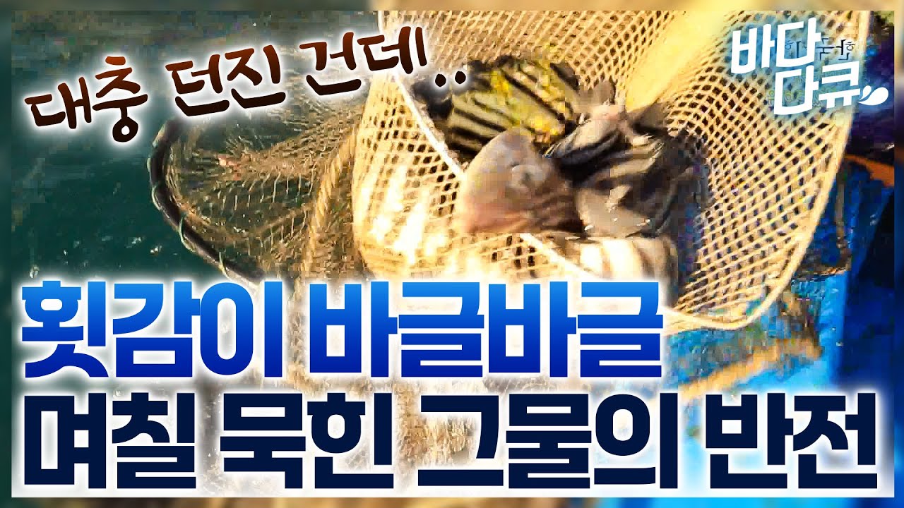 던져 놓고 깜빡했던 그물을 올리면 이렇게 되네요.. 횟감으로 꽉 찬 대반전 그물 / #바다다큐 - YouTube