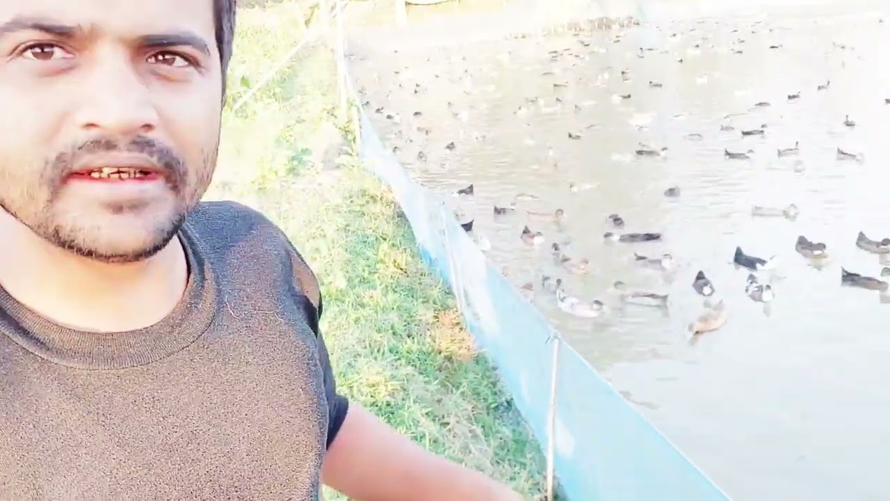 duck farming/ পাতি হাঁহ পালন অসম॥Assam Agro Channel