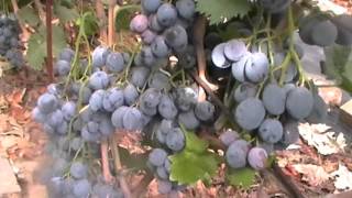 Виноград Черный ворон: описание и характеристики сорта