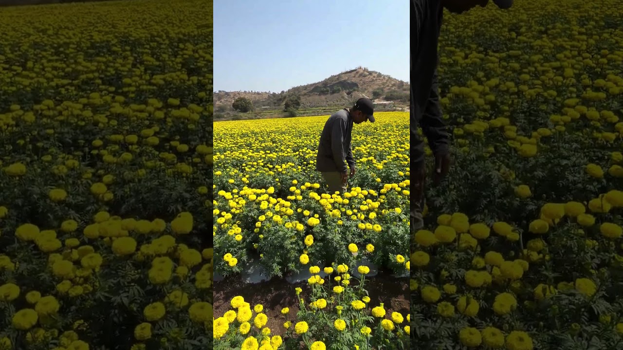 डोंगराळ भागात पिकवली जबरदस्त झेंडू शेती