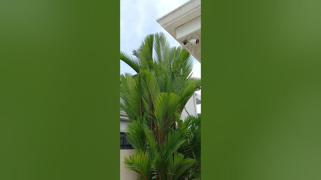 lipstick palms... perfect IMAGE Plants and landscaping TIPS AND TRICKS