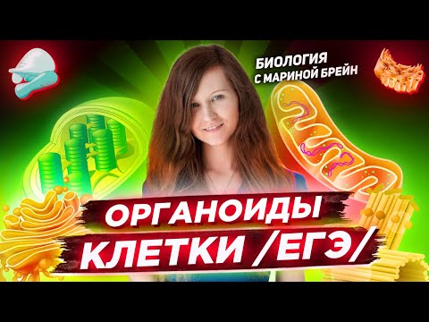 ВСЕ ОРГАНОИДЫ | ЕГЭ ПО БИОЛОГИИ