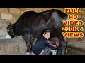 Buffalo milking by hand.. gujarat dairyfarm. village life vlogs.. ghetu morning milking
