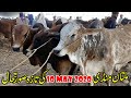 Multan Cow Mandi 10 May 2020 Latest Update | UrduHindi | | SS Tv |