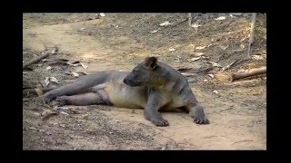 Kirindy Forest A Tu Per Tu Con Il Fossa