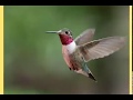 Que significa que un colibrí visite tu casa