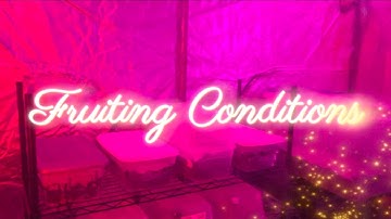 Mushroom Cultivation - Introduction to fruiting for beginners. (Environmental Parameters) part 1/3