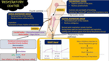 Respiratory Center (Respiratory Physiology). Chapter 42 (part 1). Guyton and Hall Physiology.