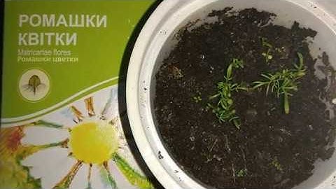 Аптечная ромашка эксперимент удался, не допускайте мои ошибки