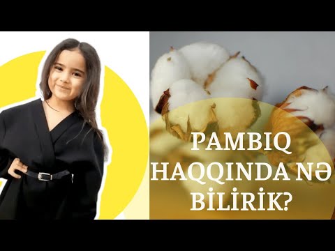 Video: Pambıq Bitkisi