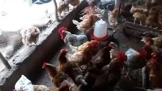 Comment faire un croisement pour avoir des poussins locaux améliorés ?