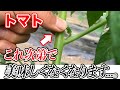 【トマト】必見！甘くない、美味しくない人はこれやってます！
