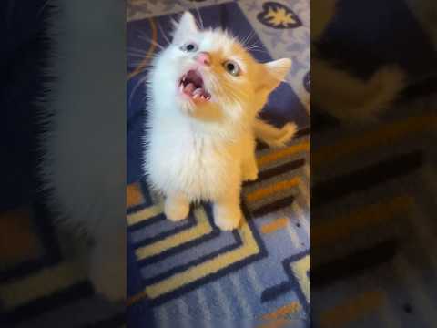 Kitten meowing to
