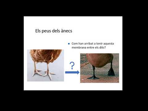 Vídeo: Infeccions Bacterianes Intestinals Als Cavalls