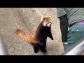 令花ちゃんお外に♪ レッサーパンダ　　　大森山動物園にて　2026年8月11日
