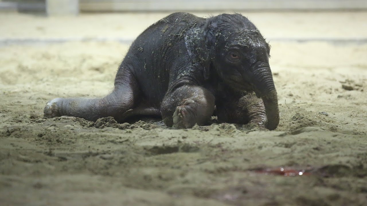 Naissance D Un Bebe Elephant Dans Un Zoo Belge Afp News Youtube