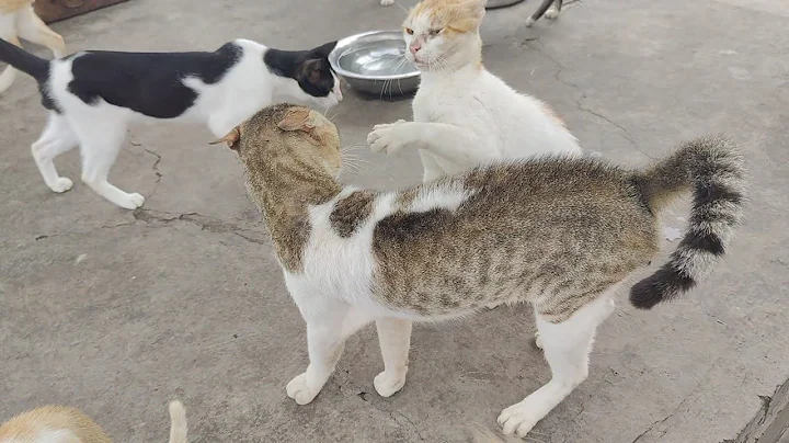 Cat funny fights | that slap was personal 😂♥️
