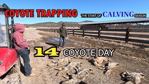 14 COYOTE DAY- Coyote Trapping at the start of Calving season