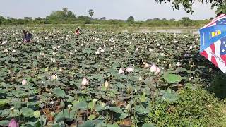 surprise beautiful lotus farm ដើរលេងបឹងឈូកស្រស់ស្អាតណាស់