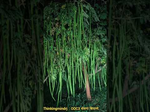 शेवगा शेती फक्त Thinkingmindrj सोबत. ODC3 शेवगा बियाणे | शेवगा शेती पूर्ण माहिती |