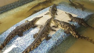 Нильские Крокодилы Радостно Плещутся В Бассейне!