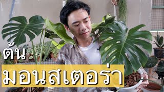 ต้นมอนสเตอร่า เทคนิคการปลูก และปัญหาที่พบเจอบ่อยๆ | Uncle Bank