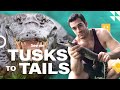 Crocodilian Adaptations and Conservation
