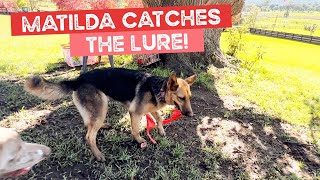 Matilda the German Shepherd Puppy Catches the Lure