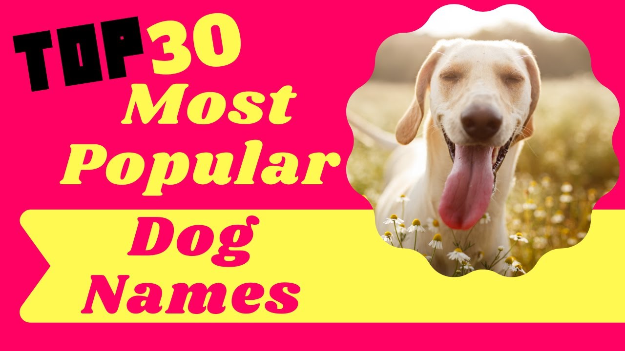 Top 30 Most Popular Dog Names For Male And Female With Meaning 2021 ...