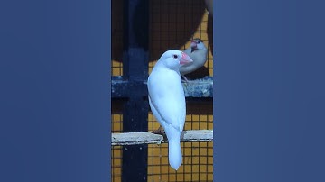 Java finches | feedycare .#java #sparrow  #shorts #feedycare