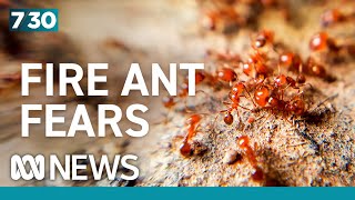 The billion-dollar battle to wipe out the red imported fire ant | 7.30