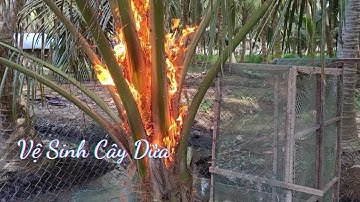 Cách Vệ Sinh Cho Cây Dừa Nhanh Ra Trái Của Dân Miền Tây.