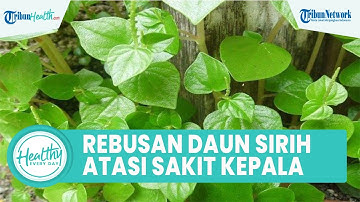 5 Manfaat Konsumsi Air Rebusan Daun Sirih Bagus untuk Tubuh: Atasi Sakit Kepala & Kontrol Gula Darah