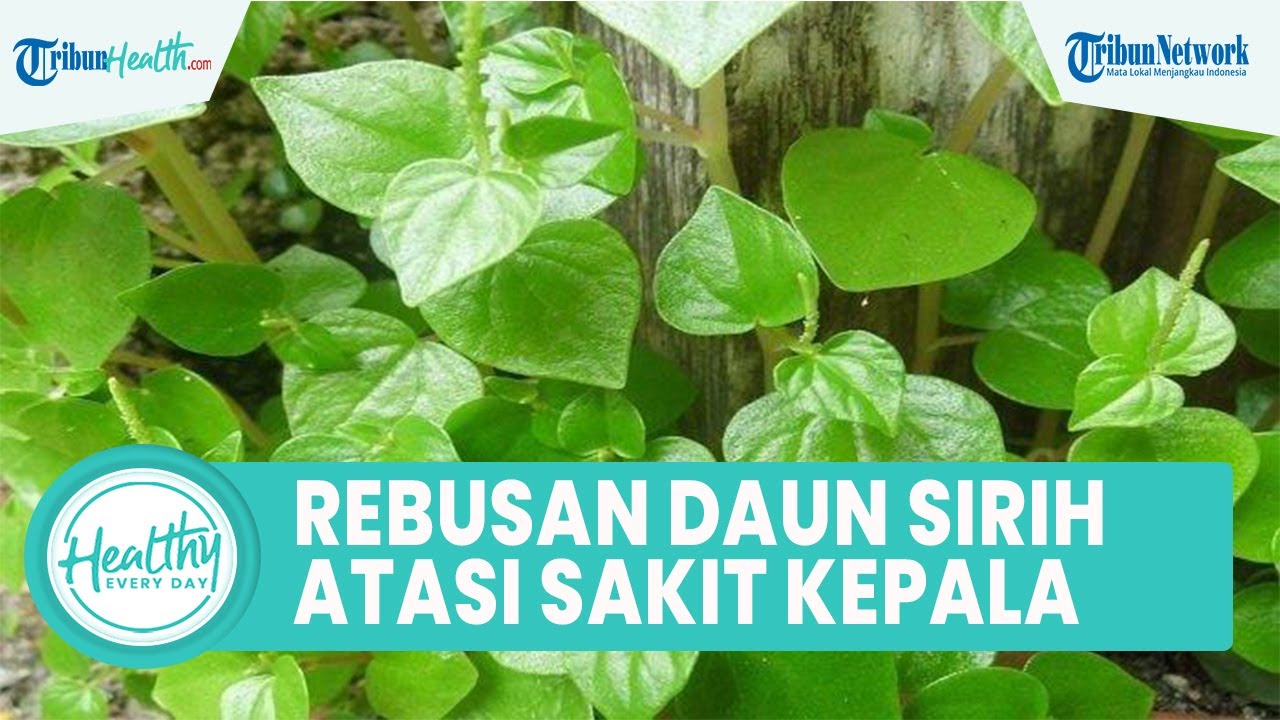 5 Manfaat Konsumsi Air Rebusan Daun Sirih Bagus untuk Tubuh: Atasi Sakit Kepala & Kontrol Gula Darah