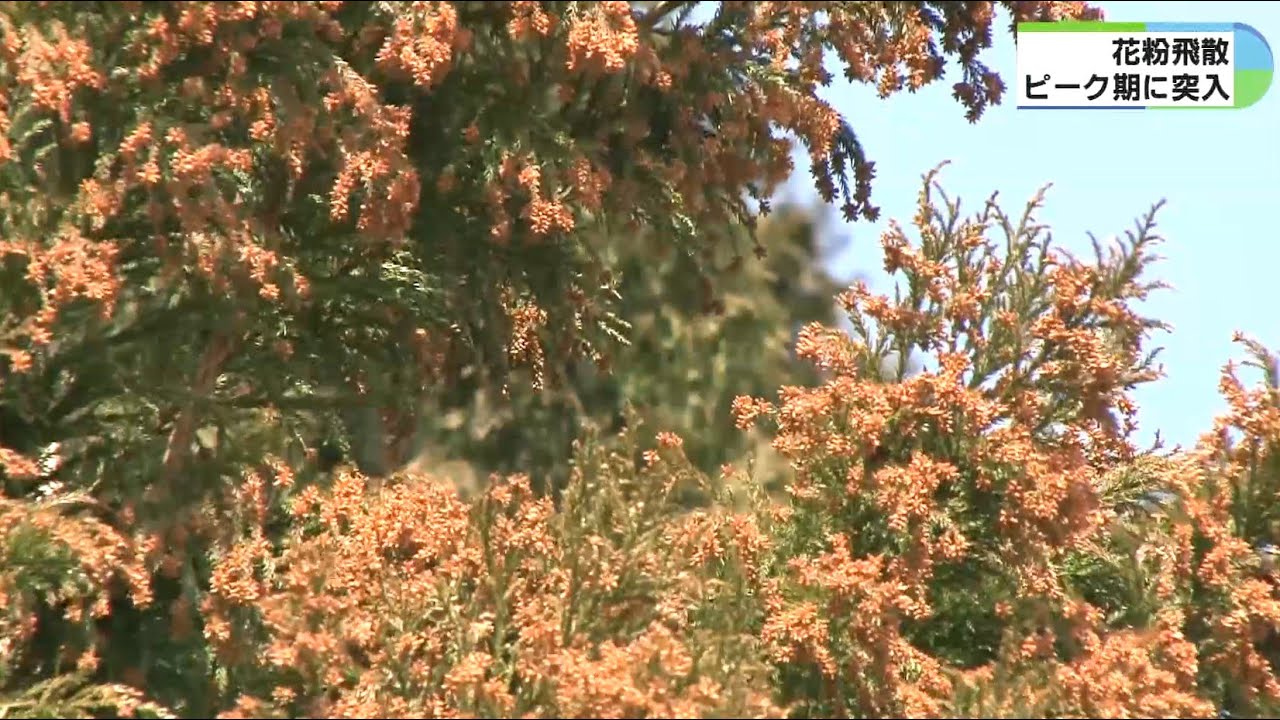 6日から花粉の飛散増 洗濯物は外で干さずマスクも着用を 三重の専門家