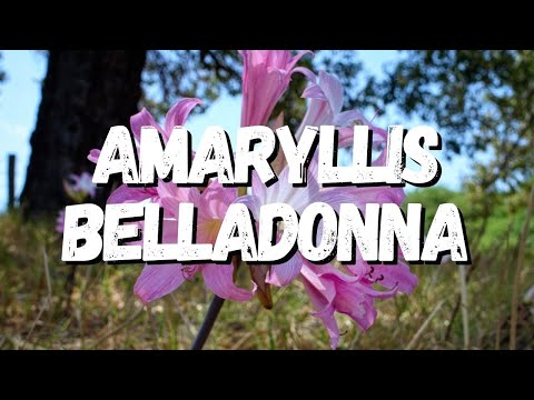 Vídeo: Amaryllis Plant Info - Aprenda sobre os cuidados com Amaryllis Belladonna