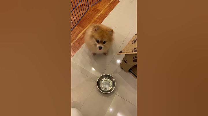 Hungry Puppy Throws Tantrum For More Food