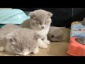 The adorable kitten was so overcome by sleepiness that it couldn&#39;t sit still.