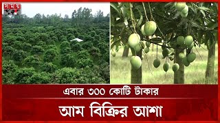 নির্দিষ্ট সময়ের আগেই বাজারে উঠবে হাড়িভাঙ্গা আম | Haribhanga Mango | Rangpur | Somoy TV