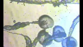 Protocell Group interaction